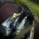 Illustration for article titled BBC Life: Venus Flytrap Grows in Time Lapse, Devours In Macro